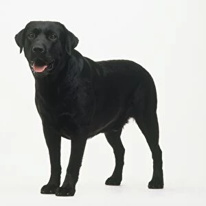 Black Labrador standing