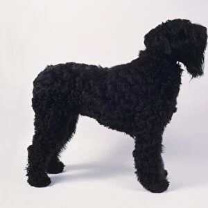 Black Russian Terrier, side view