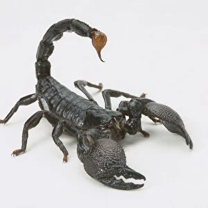 Black Scorpion (Scorpiones), close up