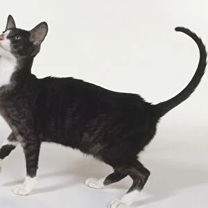 Black Smoke and White Oriental shorthaired cat with clear definition between white and black smoke areas of fur, standing, side view