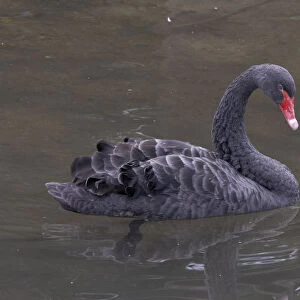 Black swan (Cygnus atratus) in water