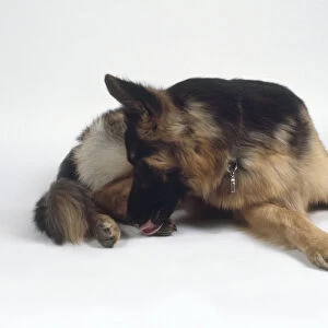 Black and tan German Shepherd dog licking paw