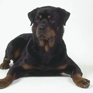 A black and tan rottweiler lies on the floor with its forepaws extended and spread