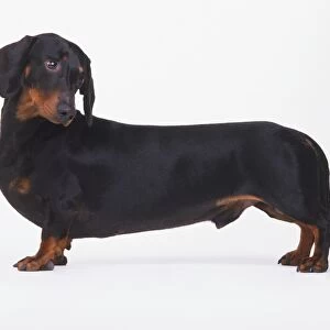 Black and tan Short-Haired Dachshund (Canis familiaris) standing looking sideways, side view
