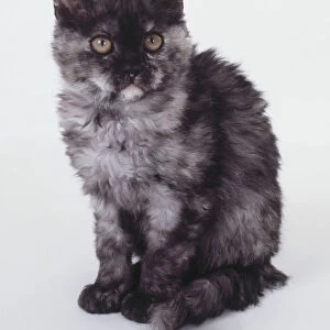 Black Tortie Smoke Selkirk Rex kitten with round, widely separated eyes and thick, plush fur, sitting