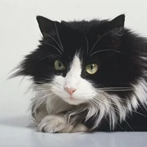 A black and white cats head