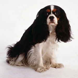 Black and white Cavalier King Charles Spaniel with brown eyebrows and cheeks sitting, angled front view