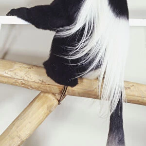 Black and white Colobus Monkey holding onto bar