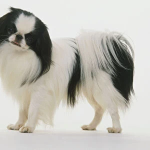 Black and white coloured Japanese Chin dog (Canis familiaris), head turned towards camera, side view