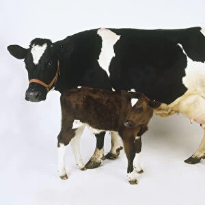 Black and white cow (Bos taurus) and brown and white calf