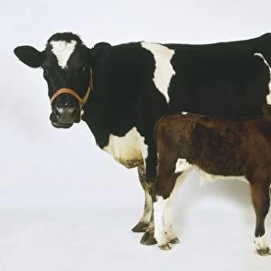Black and white Domestic Cow (Bos taurus) and brown and white calf, facing in opposite directions, side view