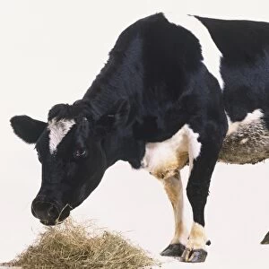 Black and white Domestic Cow (Bos taurus) feeding on hay, side view