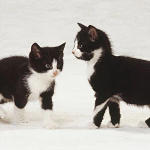 Two black and white kittens standing, pink noses, tails raised high in air, side vew