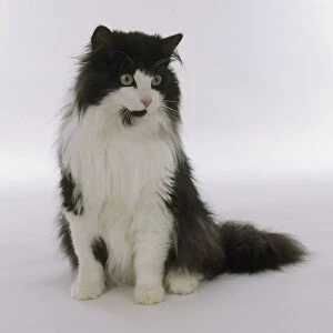 A black and white Norwegian Forest Cat, seated, front view