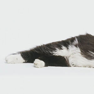 Black and white Persian Cat (felis catus catus) lying on its side, front view