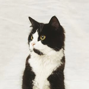 Black and white shorthair domestic shorthair cat, pink nose, sitting upright, front view