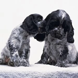 Black and white Spaniel puppy nuzzling another puppy