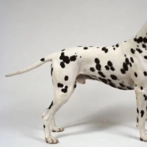 A black and white spotted Dalmatian stands with its head raised and its tail extended behind, on all fours, side-on