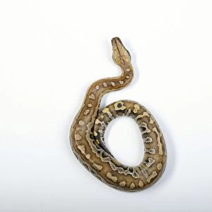 Blood python (python curtus brongersmai)