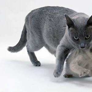 Blue burmese queen carrying its tonkinese kitten by the scruff of the neck