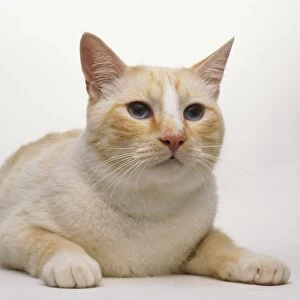 Blue-eyed white and light brown Cat (Felis catus) lying down on the floor with its paws outstretched, front view