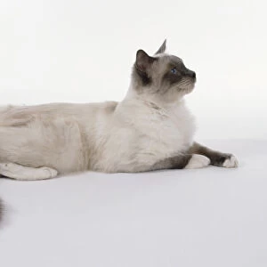 Blue Mitted Ragdoll cat with blue-grey mask and white legs, sitting, side view