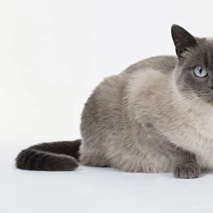 Blue Point British shorthaired cat, showing glacial white body contrasting with medium blue coloration of points, crouching