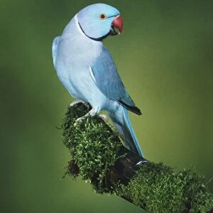 Blue Ring-necked Parakeet (Psittacula krameri) on a moss-covered branch, looking back, side view