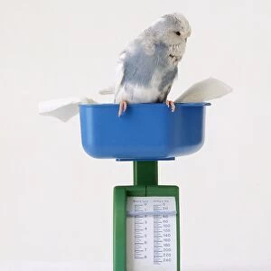 Blue and white budgie perching on weighing scales