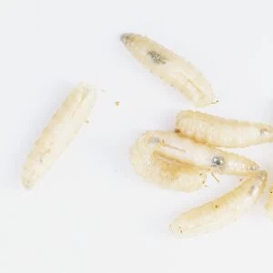Bluebottle Fly Maggots (Calliphora vomitoria), close up