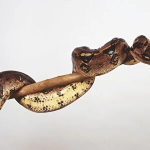 A boa constrictor coiled around a branch