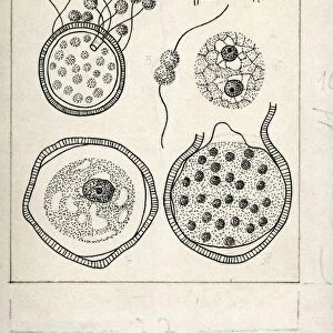 Botany, Fungi, Life cycle of Olpidium viciae, illustration