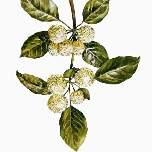 Botany, Moraceae, Leaves and flowers of Osage-orange Maclura pomifera, Illustration