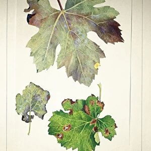Botany, Plant pathology, Plasmopara viticola on vine leaves, illustration