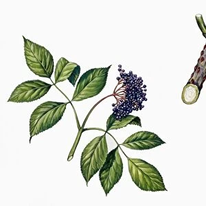 Botany, Trees, Adoxaceae, Fruits and branches of Elderberry Sambucus nigra, Illustration