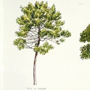 Botany, Trees, Aleppo pine Pinus halepensis, Holm oak Quercus ilex, Olive tree Olea europaea sylvestris, illustration