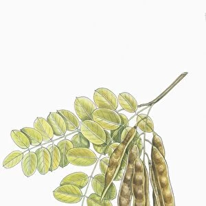 Botany, Trees, Fabaceae, Leaves and fruits of Robinia Robinia pseudoacacia, illustration
