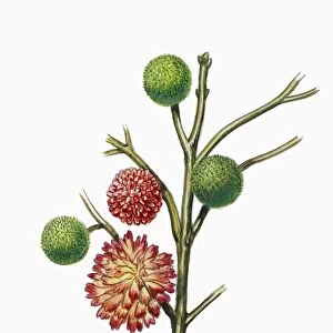 Botany, Trees, Moraceae, Flowers and fruits of Paper mulberry Broussonetia papyrifera, Illustration