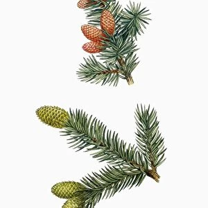 Botany, Trees, Pinaceae, Colorado Blue Spruce Picea pungens, masculine and feminine flowers, illustration