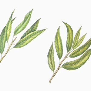 Botany, Trees, Rosaceae, Leaves of Almond Prunus dulcis and Peach Prunus persica, illustration