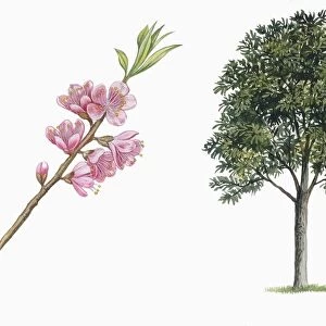 Botany, Trees, Rosaceae, Peach Prunus persica and branch with flowers, illustration
