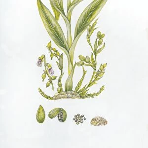 Botany, Zingiberaceae, True Cardamom Elettaria cardamomum, Illustration