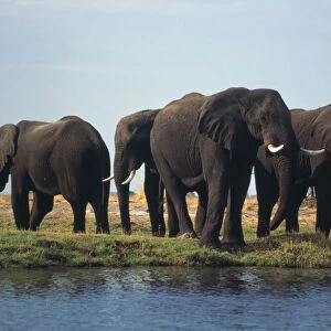 Botswana, Okavanga Delta, herd of African elephants near waterhole