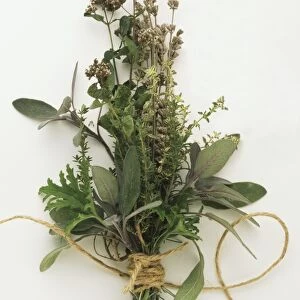 Bouquet garni, including Sage, Thyme, Oregano and Rosemary