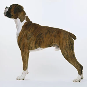 Boxer (Canis lupus familiaris) standing, side view
