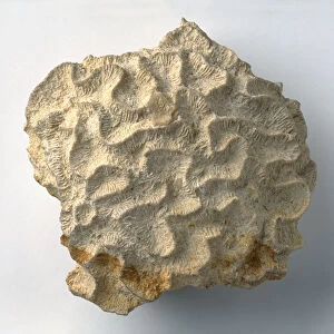 Brain coral (Colpophyllia stellata), fossil, close-up