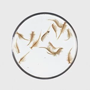 Brine Shrimp (Artemia) in petri dish