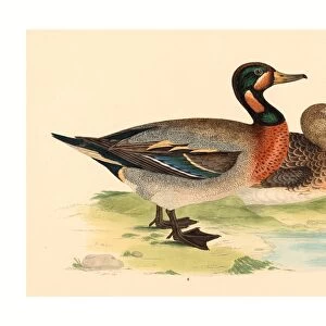 British 19th Century, Bimaculated Duck, 1855, Color Lithograph