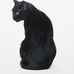 British Black Shorthair cat sticking tongue out, rear view
