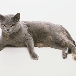 British Blue and Cream Cat (Felis catus) lying on its side, facing forward, with its paws out front, side view